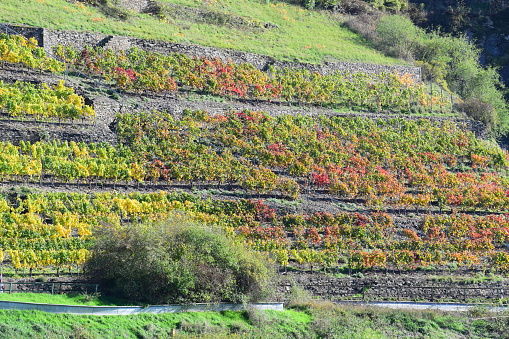 red and yellow terraced vineyards