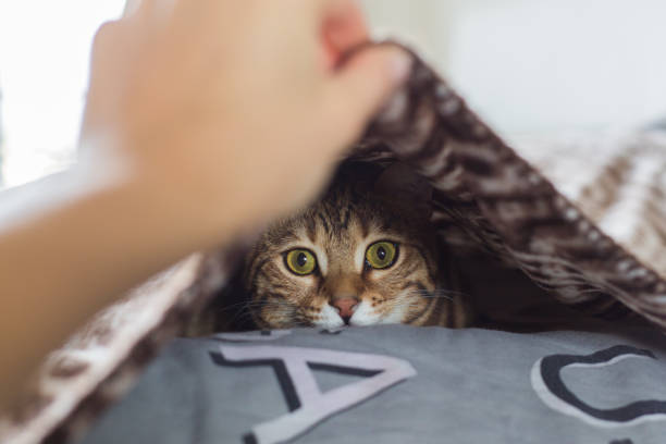 istock Selective focus shot of a domesticated Bengal cat hiding under a blanket 1437938049