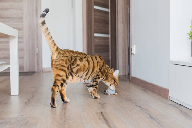 istock Adorable Bengal cat playing with a toy mouse in a house 1437938249