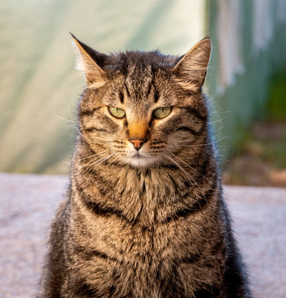istock Portrait of a grumpy striped cat under the sunlight with a blurry background 1437938299