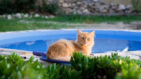 A selective focus shot of a cat laying on a pool net beside a swimming pool