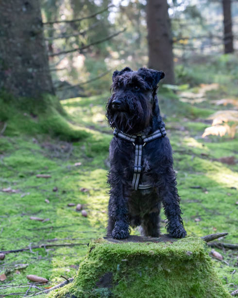 istock Black Schnauzer in a park 1437938548