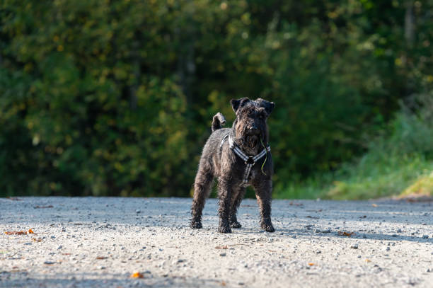 istock Black Schnauzer in a park 1437938550