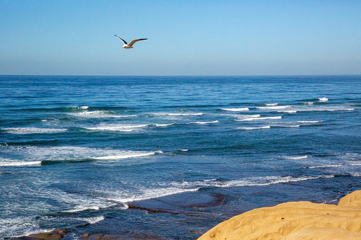 Bird flying over La Jolla Shores Beach in La Jolla Ranch, California, United States