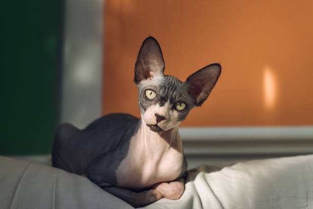 istock Portrait Of Cat Relaxing On Bed 1437939143