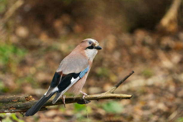 L 32-35 cm, WS 54-58 cm.Breeds in various types of woodland, both coniferous and deciduous, and in larger wooded parks.Prefers areas with acorns (secondarily beech nuts, hornbeam seeds), which are cached in autumn as winter food; shipments high up with crop full of acorns can extend over several kilometers.Mostly resident, but N populations migrate S and SW in some autumns.Vigilant and shy, difficult to approach.Omnivore; summer diet includes a good many eggs and young of small birds.Nests usually in tree.This is a common Species in the Dutch Forests and Parks.