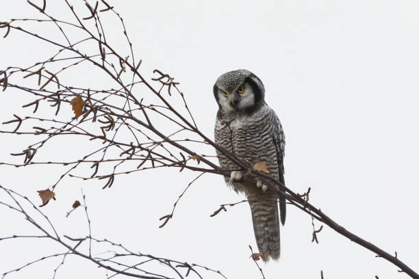 istock Northern hawk owl (Surnia ulula) sitting on a branch and searching for prey in fall. 1437939203