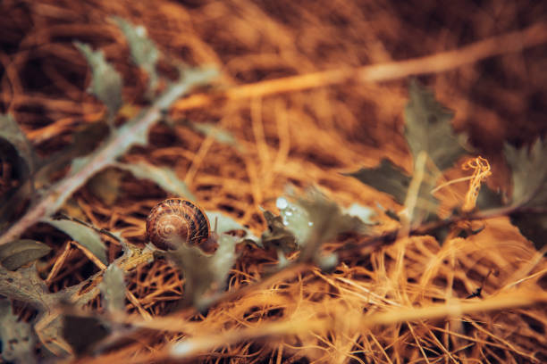 Close-up of a snail crawling on a plant after raining in Lleida, Catalonia, Spain