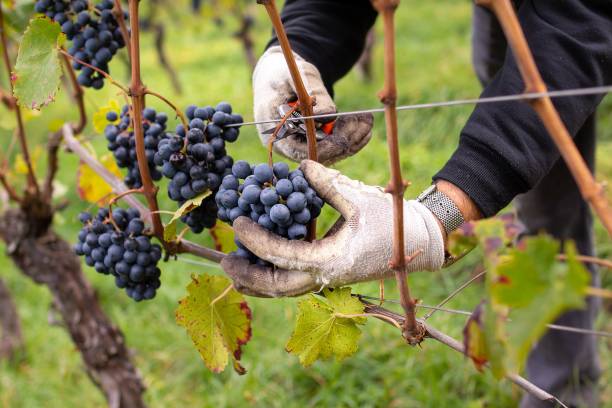 farm worker hand-picking organic "lagrein" grapes, a red wine variety that is native to south tyrol, italy - wine producing imagens e fotografias de stock