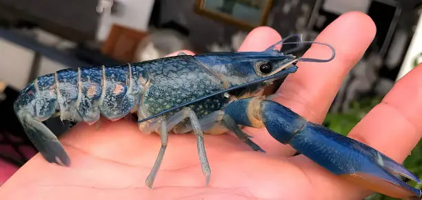 Photo of The blue ornamental lobster