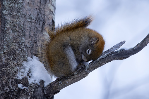 Cute fluffy American red squirrel has a nap on the branch of the tree with snow in the winter forest.