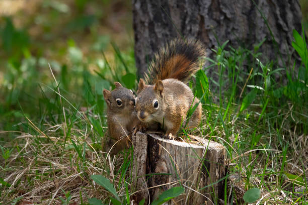 Two ground squirrels touching noses. They do this to confirm that they are siblings. These 2 touch their noses and mimic each other