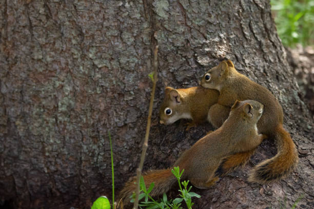 Little siblings of American red squirrel are playing on the forest ground in grass near the tree chasing each other in summer.