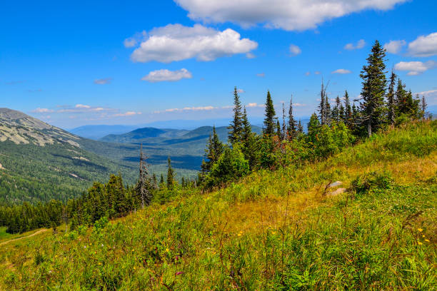 Sunny summer mountain landscape Sunny summer mountain landscape. Popular ski resort Sheregesh in bright summer day, Mountains with deep coniferous forest covered. At foreground on slope is green meadow with  wild flowers Sheregesh stock pictures, royalty-free photos & images