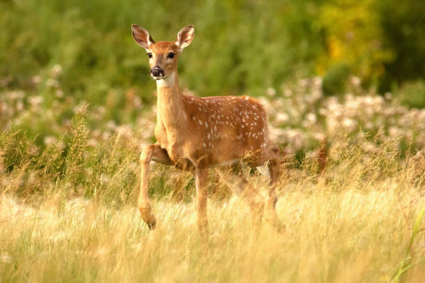 istock Deer with spots standing with lifted leg in the high grass. 1437942223