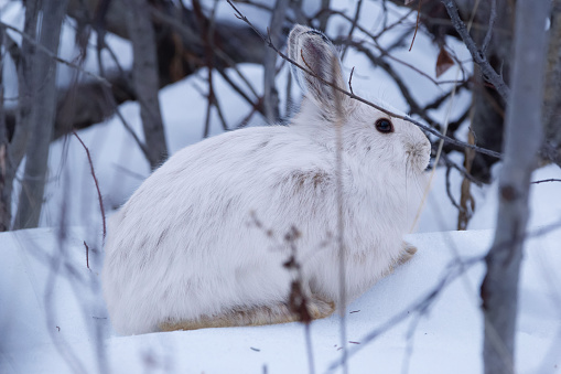 Cute fluffy little white Snowshoe hare is sitting and hiding in winter white snowy forest between branches.