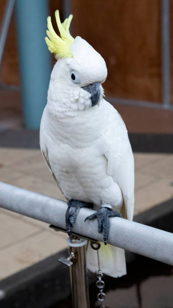 istock The light yellow crested old parrot is very cute 1437943860