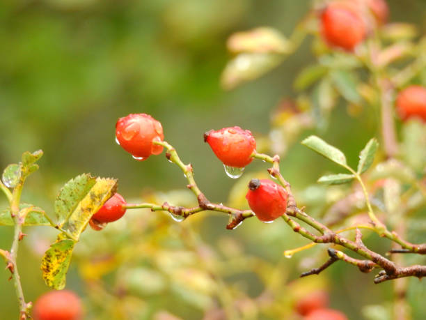 Efecto de la lluvia sobre el fruto del escaramujo o rosal silvestre Efecto de la lluvia sobre el fruto del escaramujo o rosal silvestre lluvia stock pictures, royalty-free photos & images