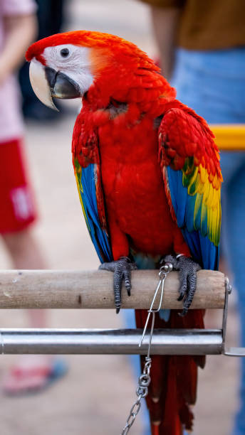 The red macaw The red macaw is in a very cool bird park rainbow toucan stock pictures, royalty-free photos & images