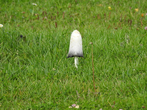 Mushroom in a meadow.