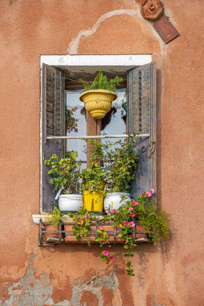 istock Window with shutters and many potted plants 1437945292
