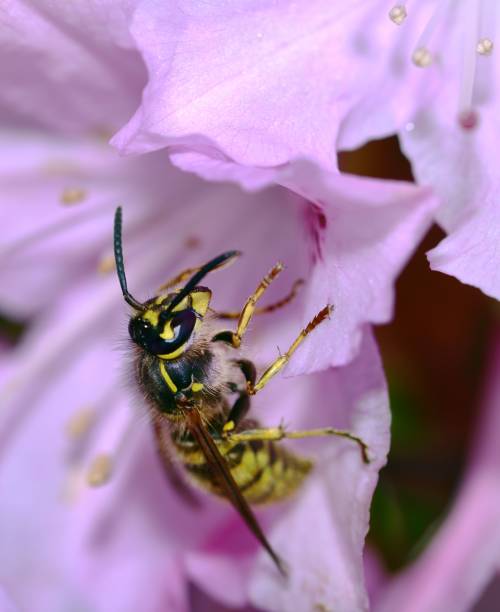 istock SunbathinWasp on a pink azalea 1437945554