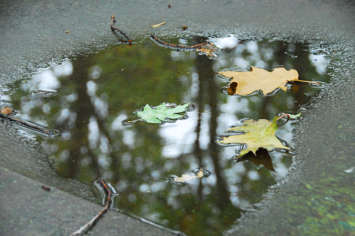 Yellow autumn leaves in a puddle on the asphalt