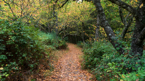 istock forest of ocher leaves in autumn 1437946027