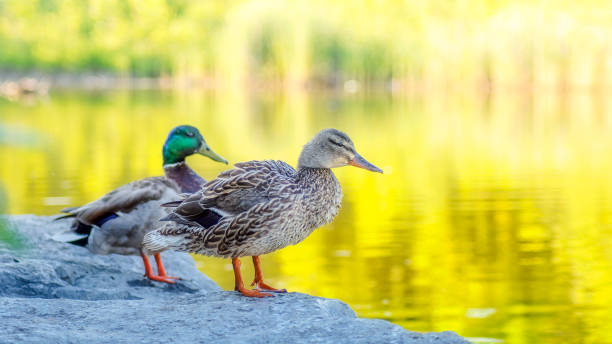 istock Wild Canadian Duck 1437946120