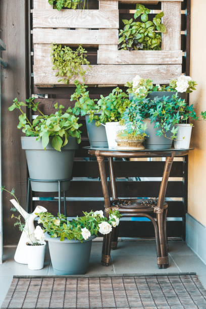 istock Green houseplants in a balcony 1437947174
