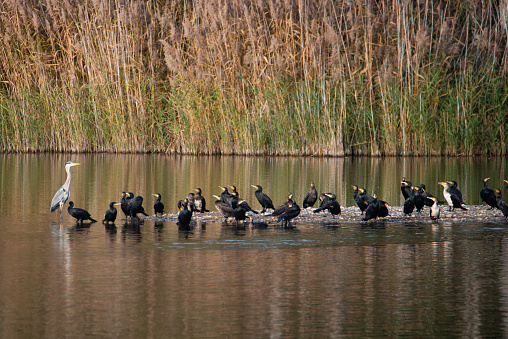 Group of cormorants and a heron in the wetland Haff Reimech in Luxembourg, waterbirds at the shore