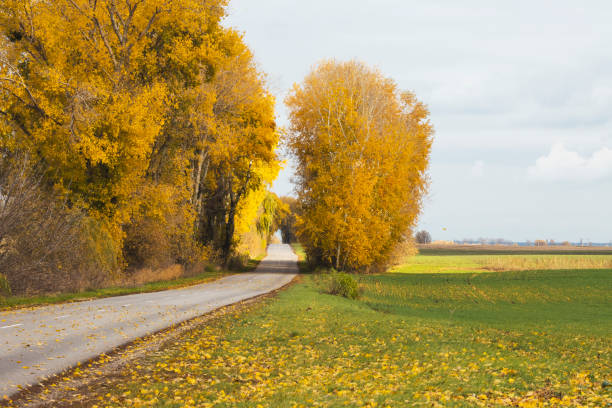 sunny afternoon, autumnal atmosphere, colorful leafs