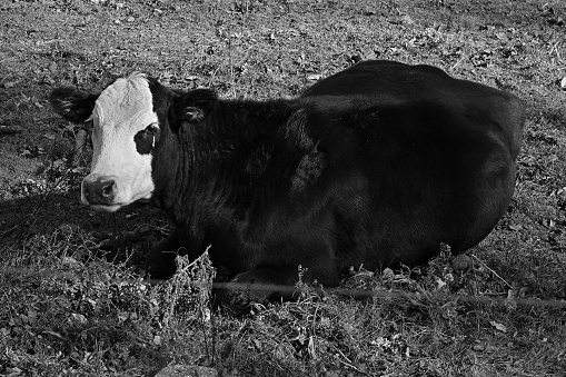 Black-and-white cow in black and white, resting behind wire fence in Washington, Connecticut