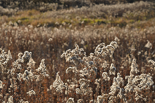 Large field of backlit goldenrod going to seed in the fall at a nature preserve in Connecticut. A native flowering plant, it is important for pollinators such as the monarch butterfly, and birds eat the seeds, though some consider it a weed.