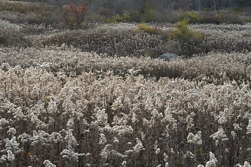 Large field of goldenrod going to seed in the fall at a nature preserve in Connecticut. A native flowering plant, it is important for pollinators such as the monarch butterfly, and birds eat the seeds, though some consider it a weed.