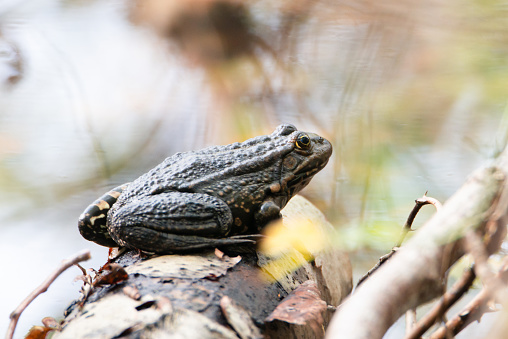 Aga toad, bufo marinus sitting on a tree log, natural environment, amphibian inhabitant wetland