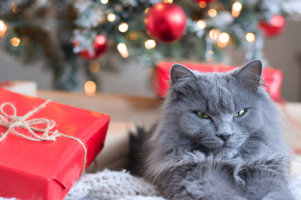 istock Cute grey cat lying under Christmas tree with red present 1437949471