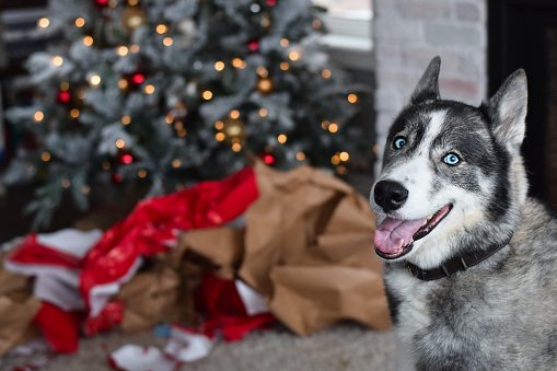 Portrait of husky dog with messy wrapping paper under the Christmas tree in the background