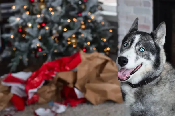 Photo of Portrait of husky dog with messy wrapping paper under the Christmas tree in the background