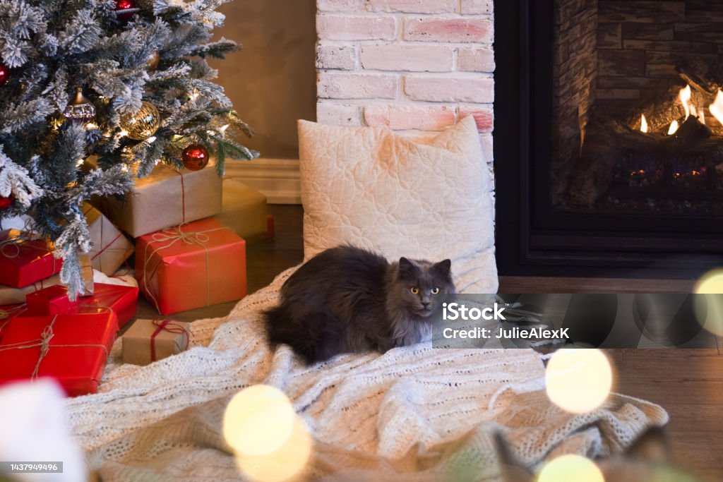 Cute grey cat in front of  Christmas tree Cute grey cat sitting between christmas tree with presents and fireplace Domestic Cat Stock Photo