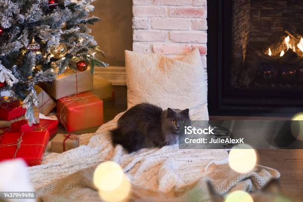 Cute Grey Cat In Front Of Christmas Tree Stock Photo - Download Image Now - Domestic Cat, Fireplace, Animal