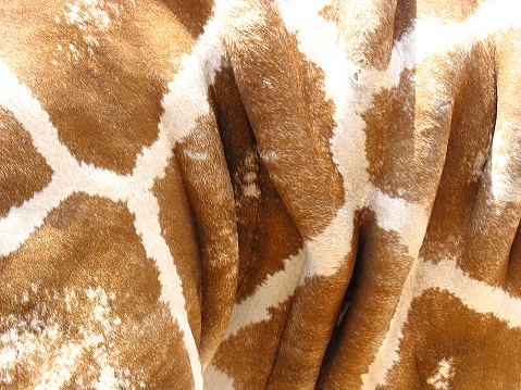 Close up of giraffe skin