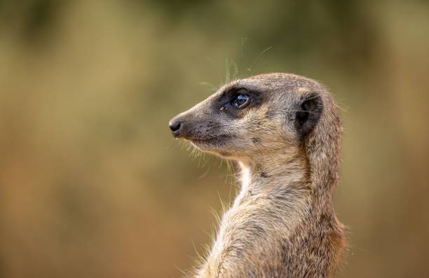 istock Macro shot of a meerkat's side profile 1437951140
