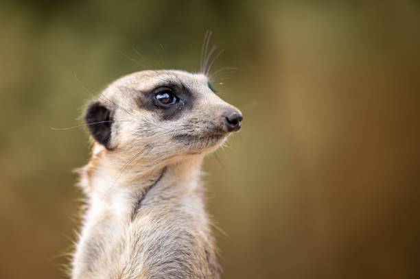 istock Macro shot of a meerkat's side profile 1437951246