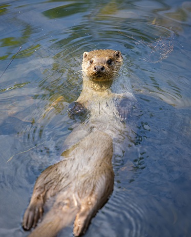 A vertical shot of an European otter swimming in a lake