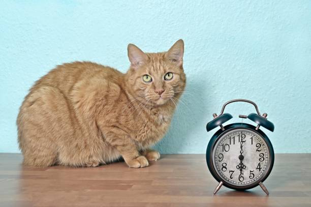 istock Cute ginger cat next to a retro alarm clock looking curious at camera. 1437951511