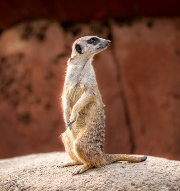 istock Vertical macro shot of a meerkat standing 1437951635