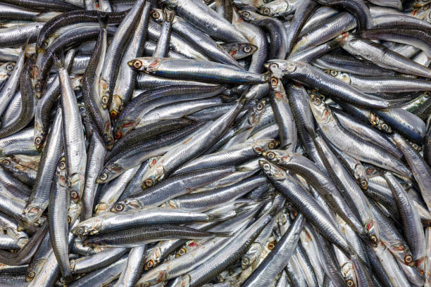 istock Mediterranean Fish Rare Market Full Frame 1437952883