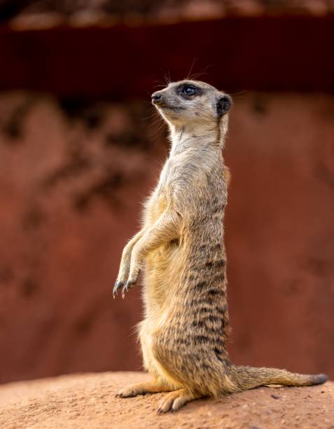 istock Vertical macro shot of a meerkat standing 1437953032