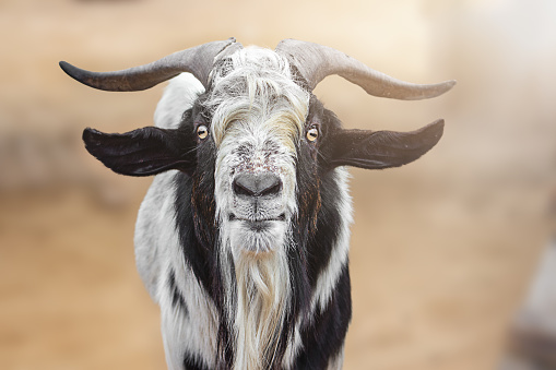 istock Portrait of a black and white goat close-up 1437953166